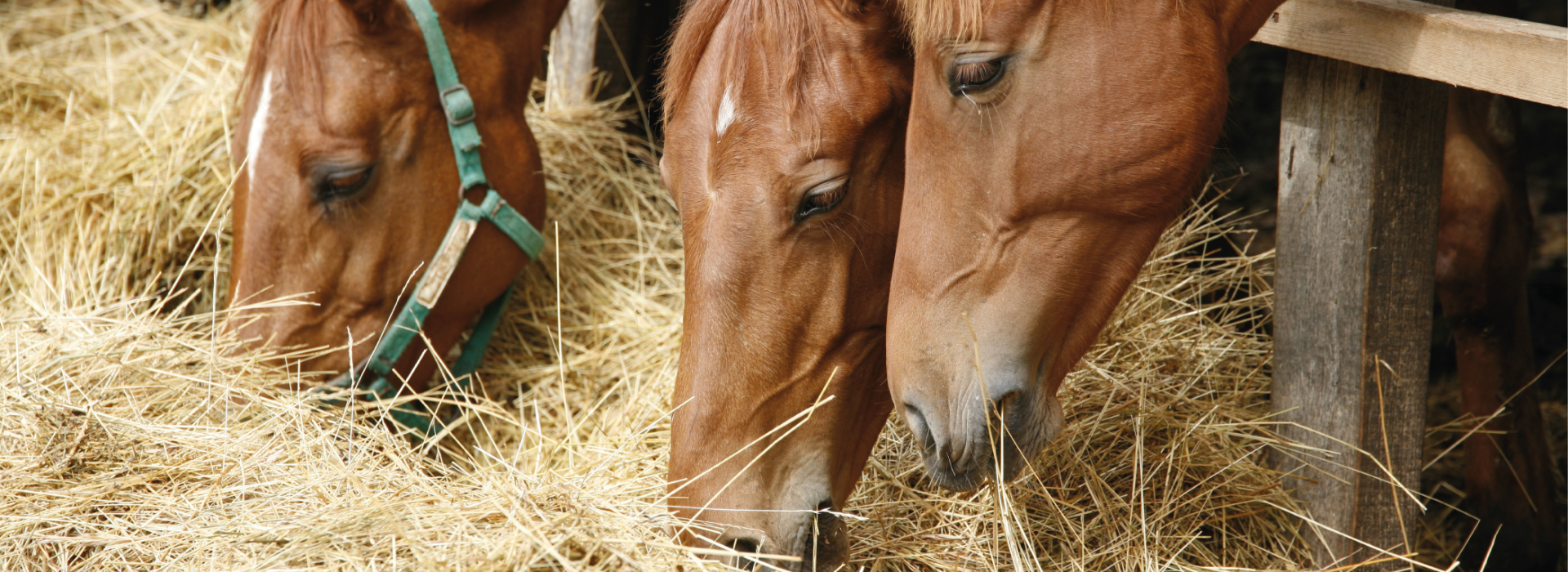 Horses eating hey