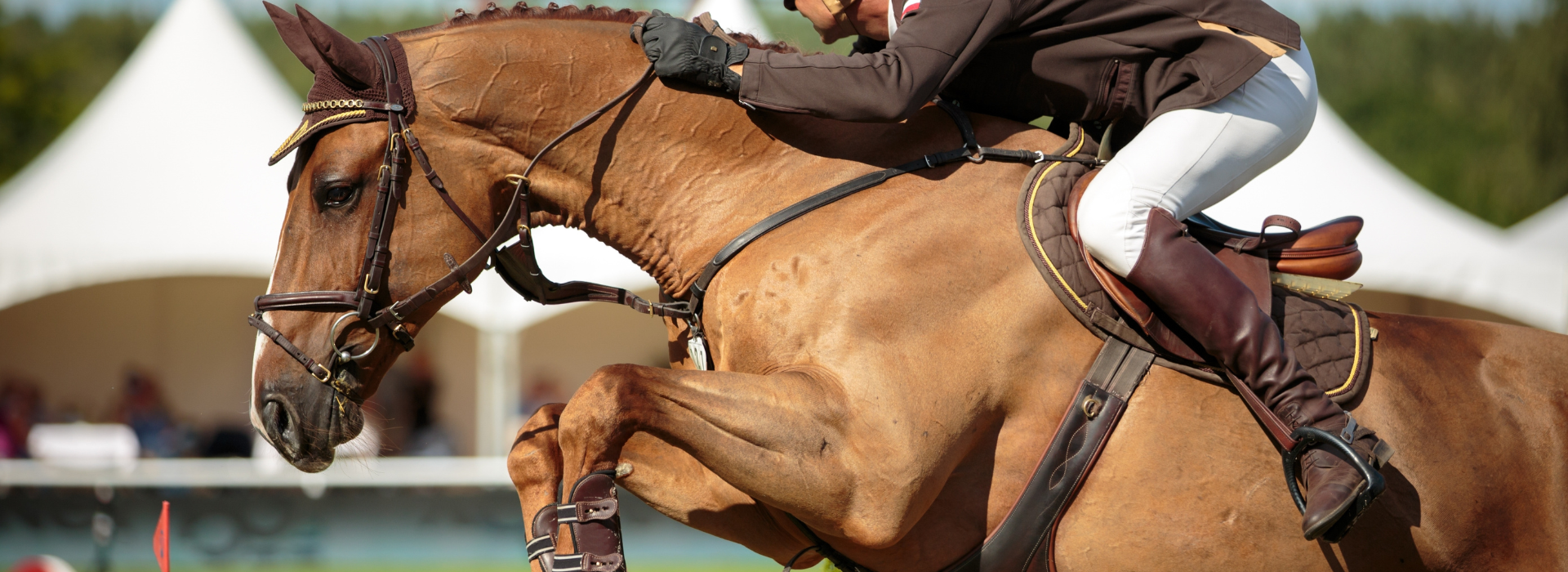 Horse jumping a fence